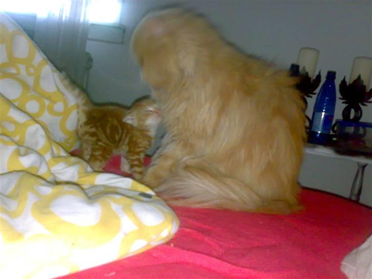 Huskat futte - ja og her har gismo lige gjort mig fin billede 8