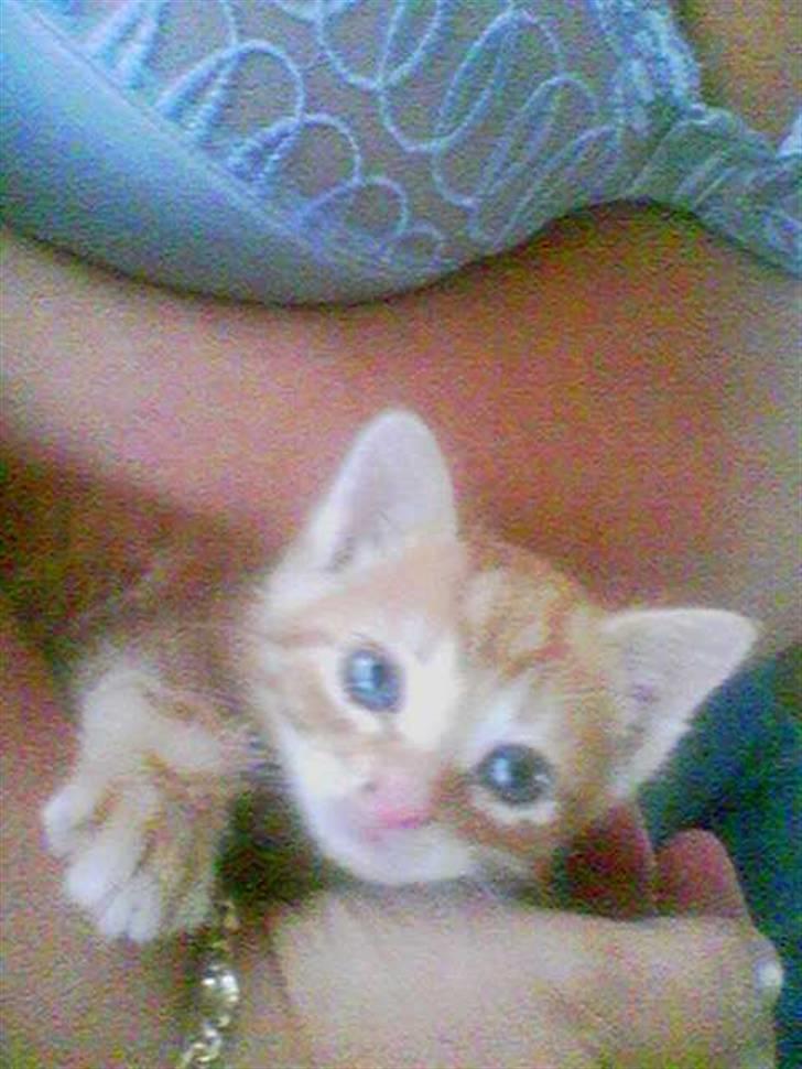 Huskat futte - her ligger jeg på mors mave billede 9