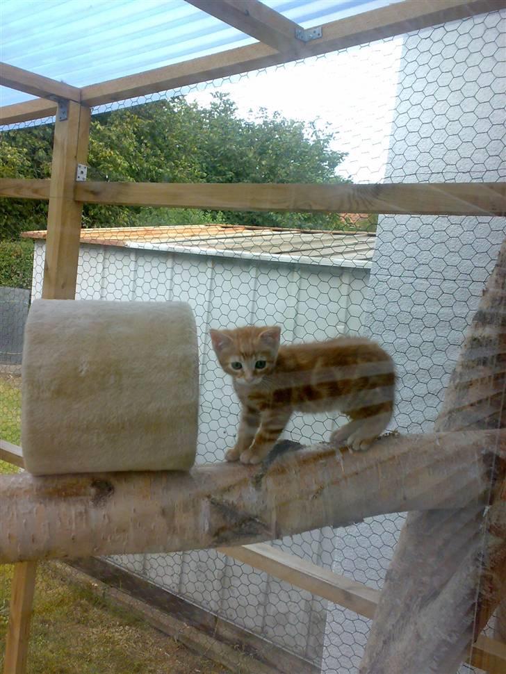 Huskat futte - se hvor dygtig jeg er nu billede 10