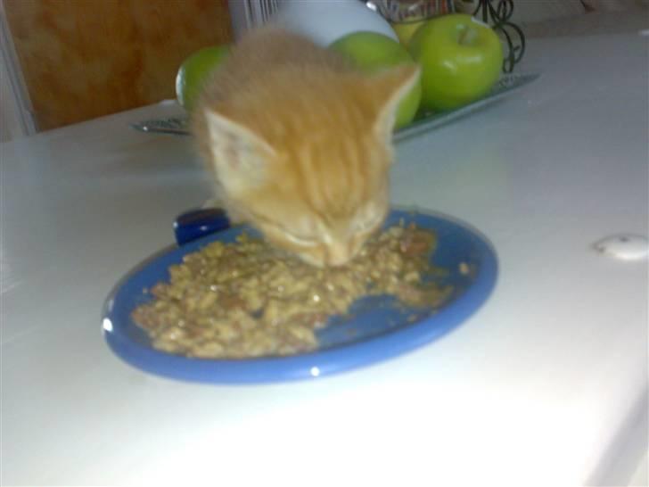 Huskat futte - her var jeg 4 uger gammel og spiser selv mad billede 11