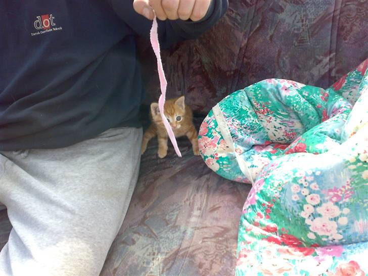 Huskat futte - se hvor lille jeg har været der jeg kom til mor billede 12