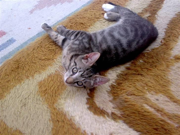 Huskat liv - hej her ligger jeg i min udstue og tager en lille slapper billede 1