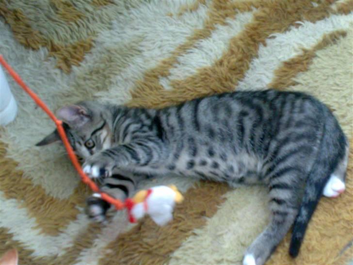 Huskat liv billede 2