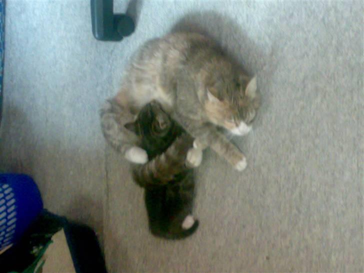 Huskat liv - her ligger liv med sin mor tulle som desvære ikke er her på jorden mere billede 3