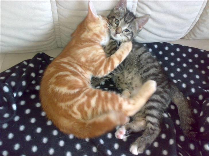 Huskat liv - se her er jeg rigtig glad for da leger jeg med futte  billede 4