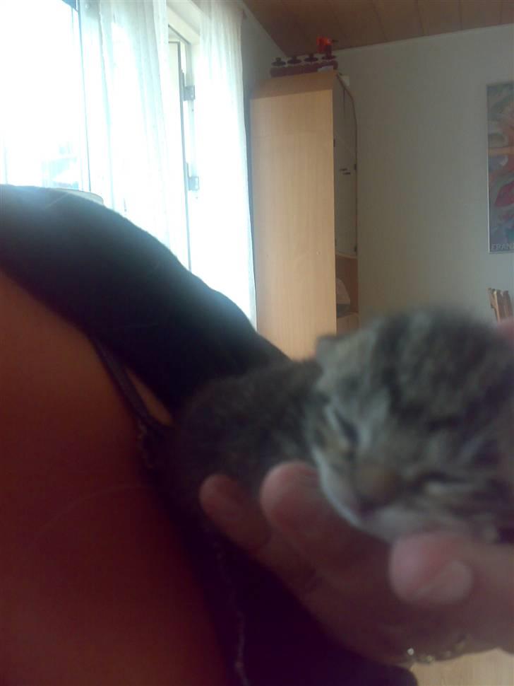 Huskat liv - her er jeg også kun 14 timer gammel billede 5