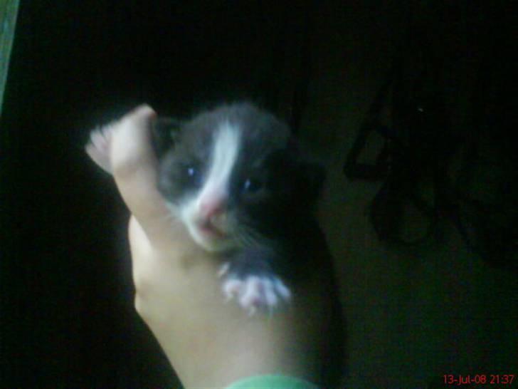 Huskat Freya R.i.p - Da hun var 2 uger billede 9