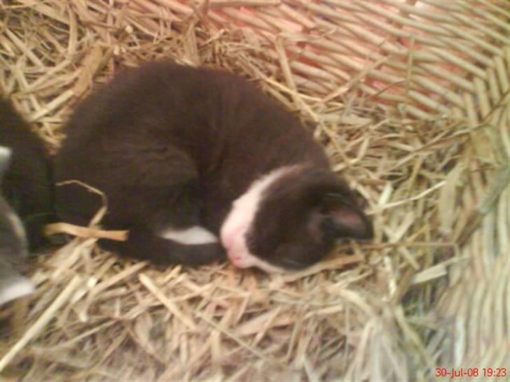 Huskat Freya R.i.p - Så nu er hun blevet 1 mdr gammel billede 11