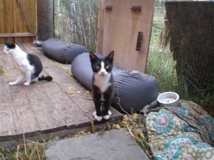 Huskat Freya R.i.p - taget  d. 25-10-10 billede 12