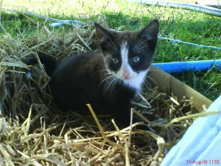 Huskat Freya R.i.p billede 13