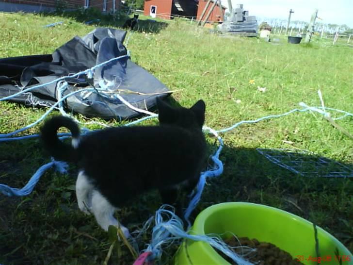 Huskat Freya R.i.p - Freya har altid en krølle på halen billede 14