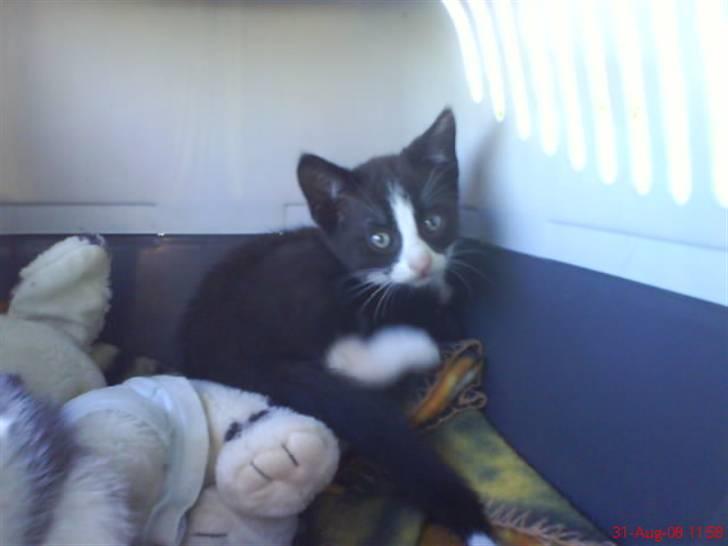 Huskat Freya R.i.p billede 15