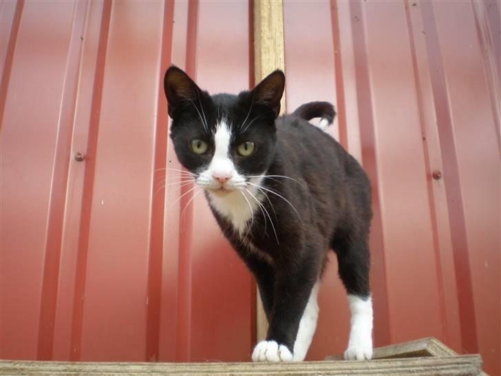 Huskat Freya R.i.p - taget  d. 25-10-10 billede 16