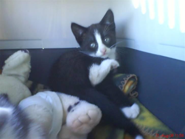 Huskat Freya R.i.p billede 17