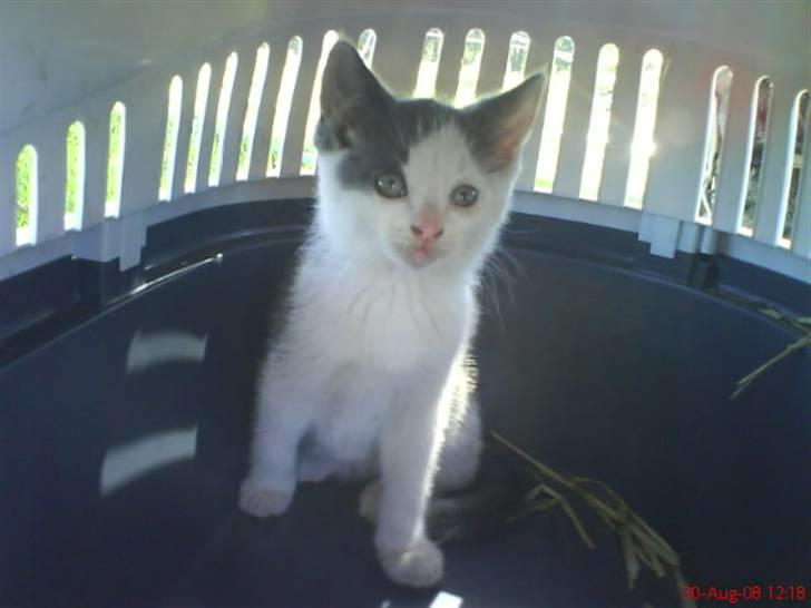 Huskat Oliver R.I.P billede 8