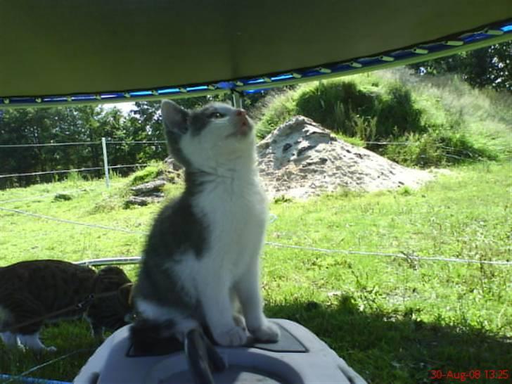 Huskat Oliver R.I.P billede 9