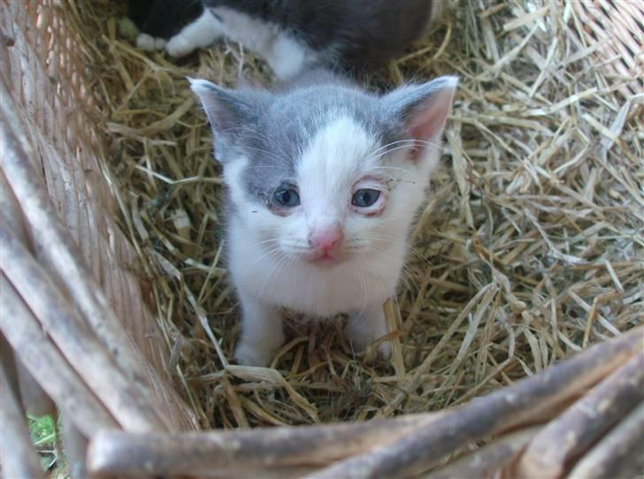 Huskat Oliver R.I.P billede 10