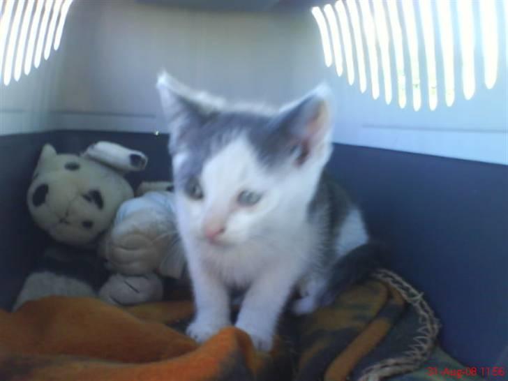 Huskat Oliver R.I.P billede 11