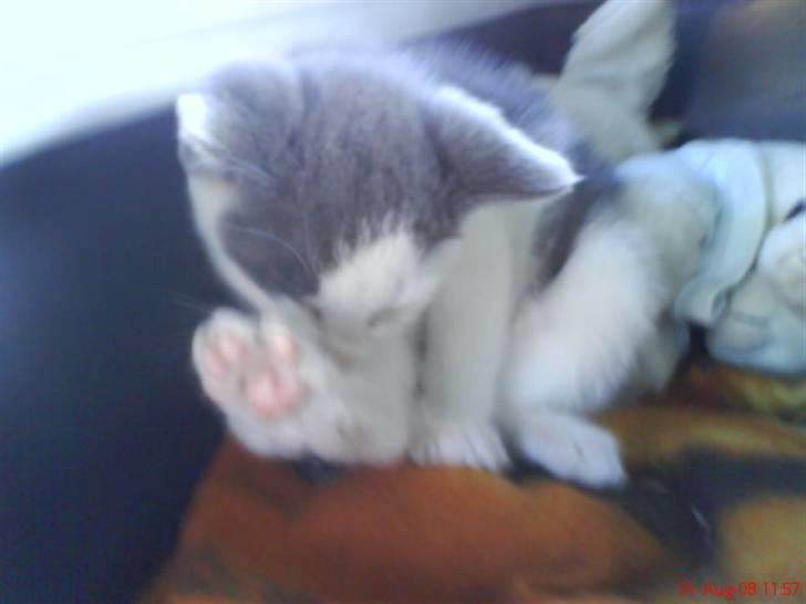 Huskat Oliver R.I.P billede 12