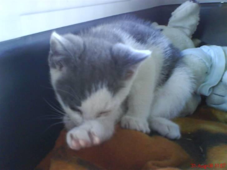 Huskat Oliver R.I.P billede 13