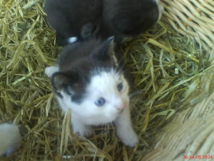 Huskat Frederik R.I.P billede 8