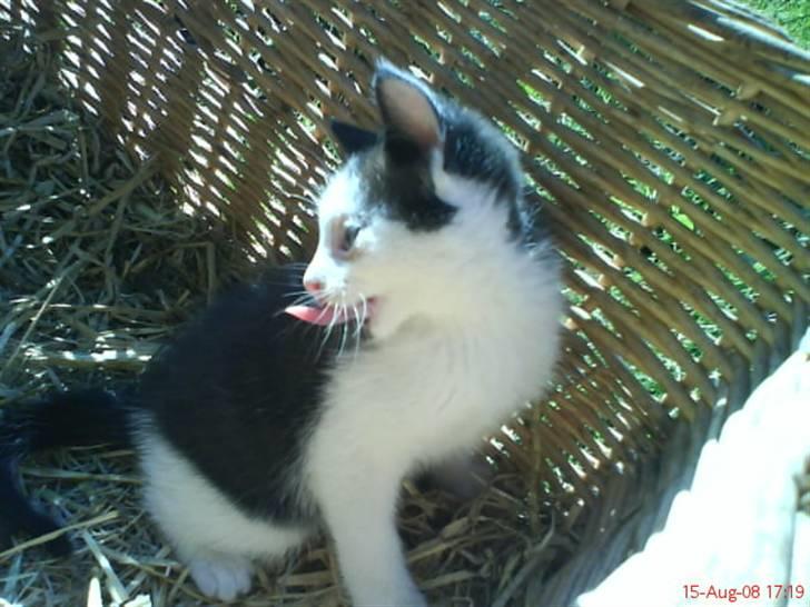 Huskat Frederik R.I.P billede 9