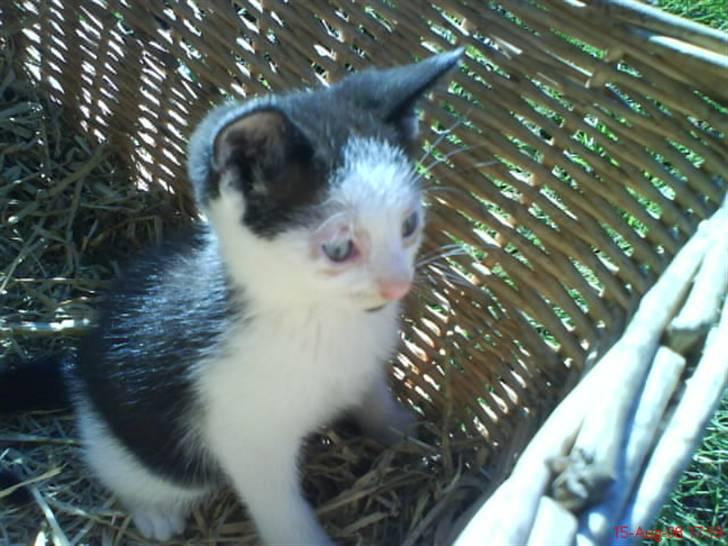 Huskat Frederik R.I.P billede 10