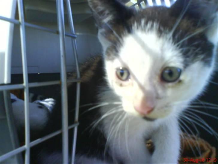 Huskat Frederik R.I.P billede 11