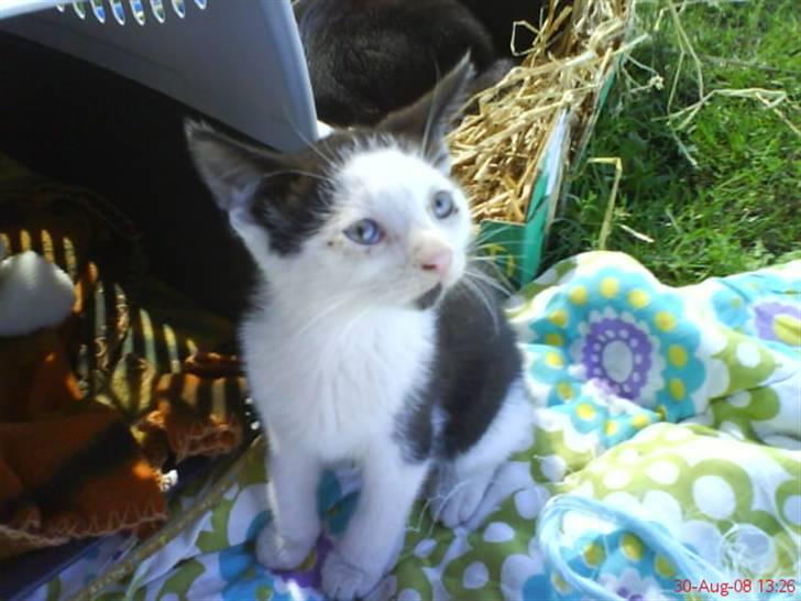 Huskat Frederik R.I.P billede 12