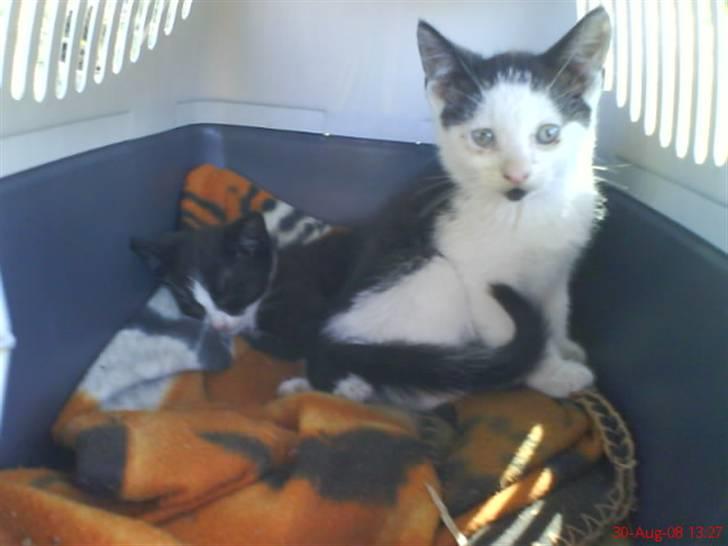 Huskat Frederik R.I.P billede 13