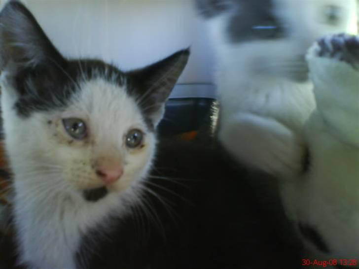 Huskat Frederik R.I.P billede 14