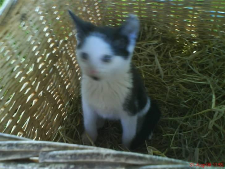 Huskat Frederik R.I.P billede 15