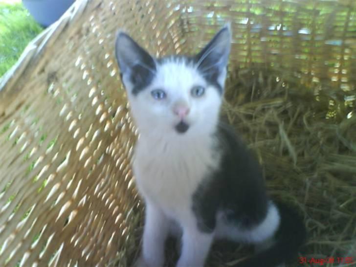 Huskat Frederik R.I.P billede 16