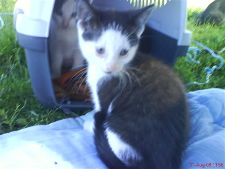 Huskat Frederik R.I.P billede 17