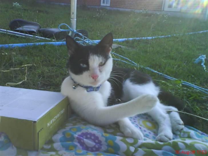 Huskat Freddy død billede 11