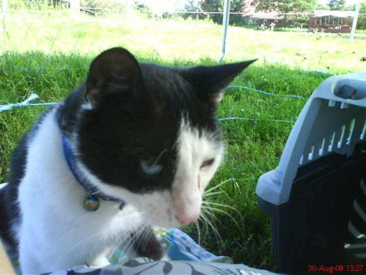 Huskat Freddy død billede 12