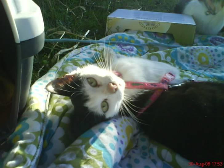 Huskat Nelle død billede 14