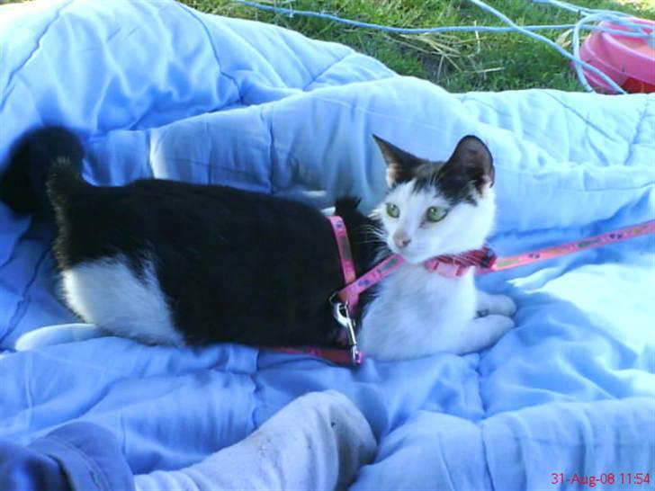 Huskat Nelle død billede 15