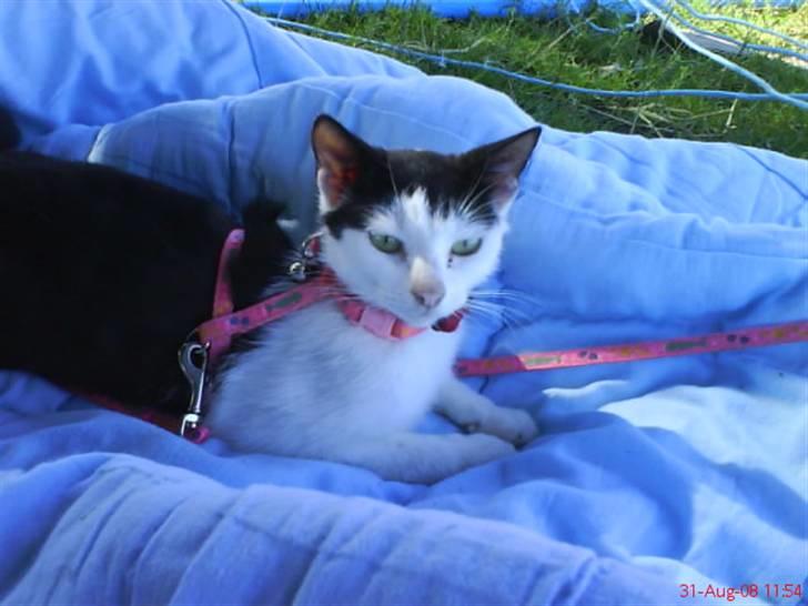 Huskat Nelle død billede 16