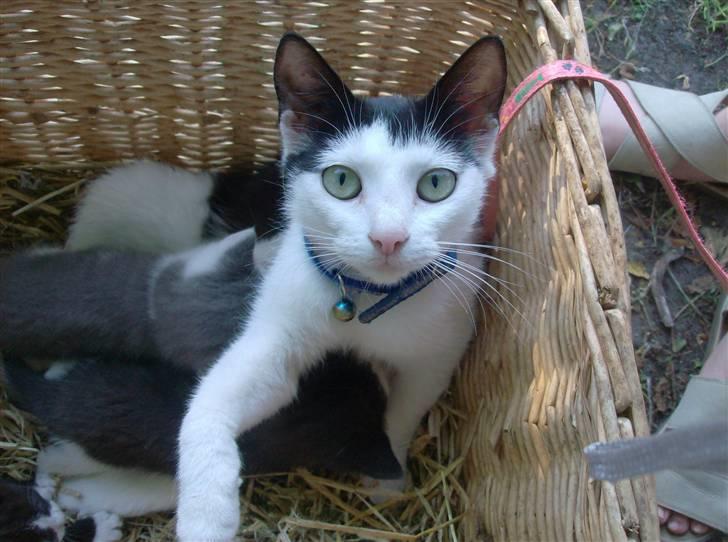 Huskat Nelle død billede 17