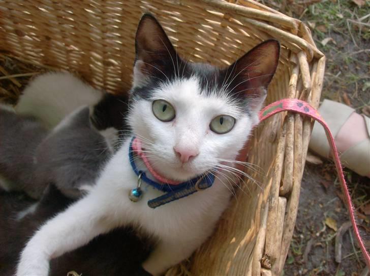 Huskat Nelle død billede 18