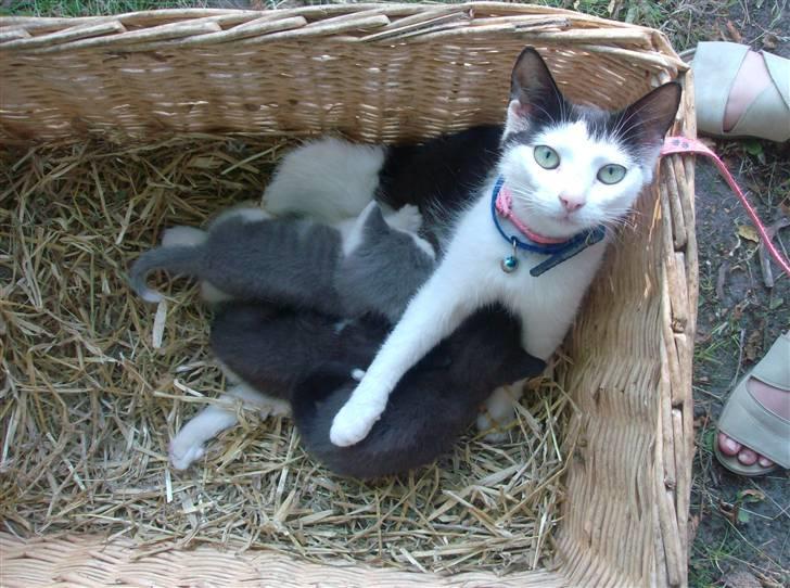 Huskat Nelle død - Nelle moar med sine 3 dejlige unger: Frederik, Freya og Oliver billede 19