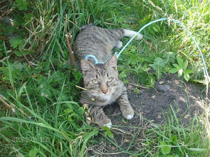 Blanding af racer Pelle mus Død billede 16