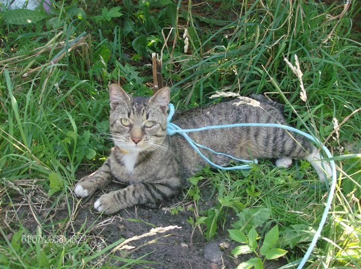 Blanding af racer Pelle mus Død billede 17