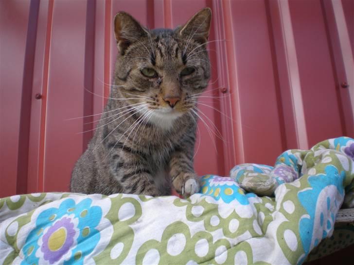 Blanding af racer Pelle mus Død billede 18