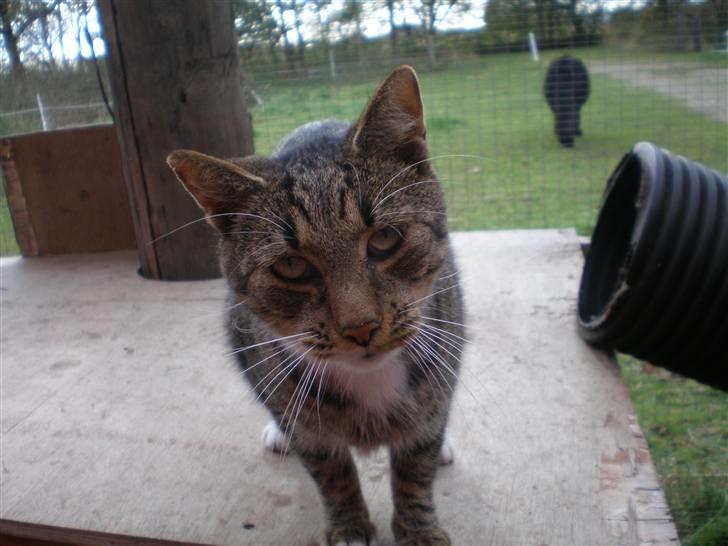 Blanding af racer Pelle mus Død - taget  d. 25-10-10 billede 19