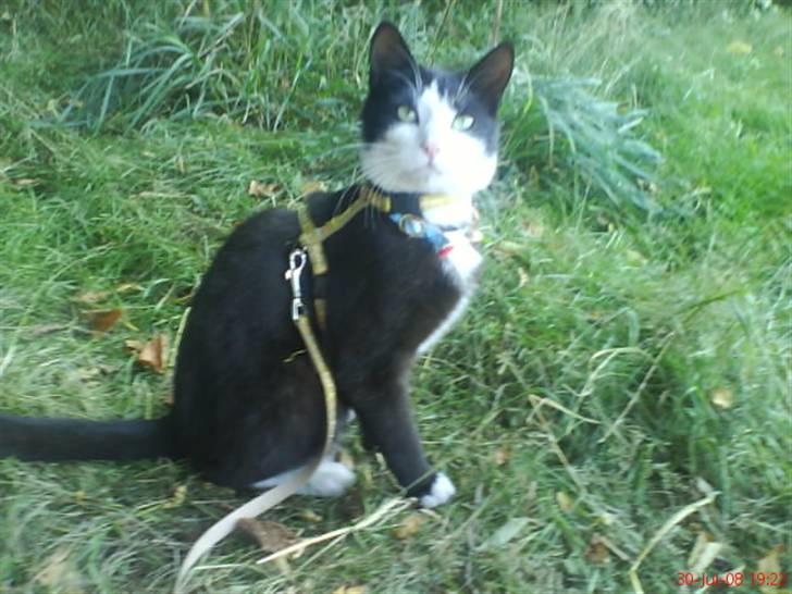 Huskat Sofus død D 25 juli 2016 billede 14