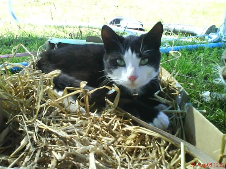 Huskat Sofus død D 25 juli 2016 billede 15