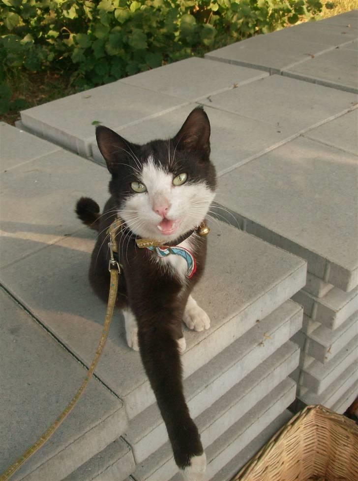 Huskat Sofus død D 25 juli 2016 billede 16