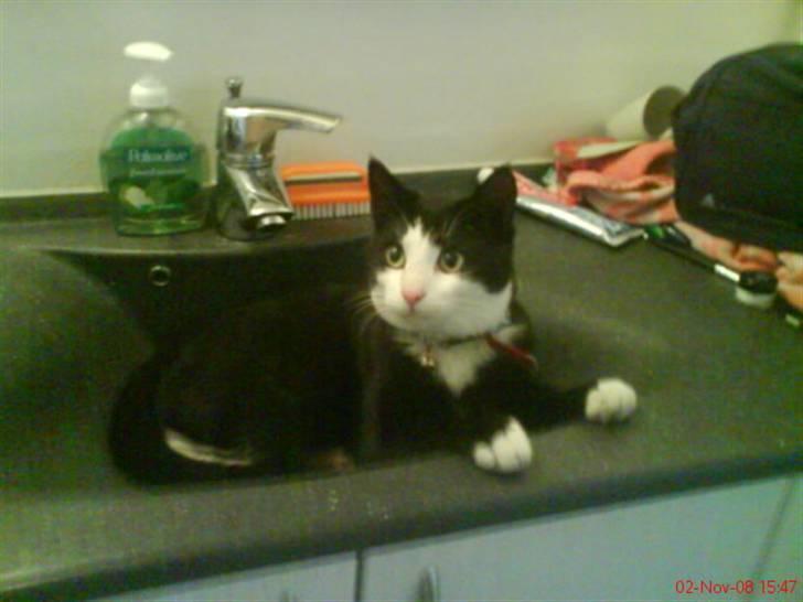 Huskat Sofus død D 25 juli 2016 billede 17